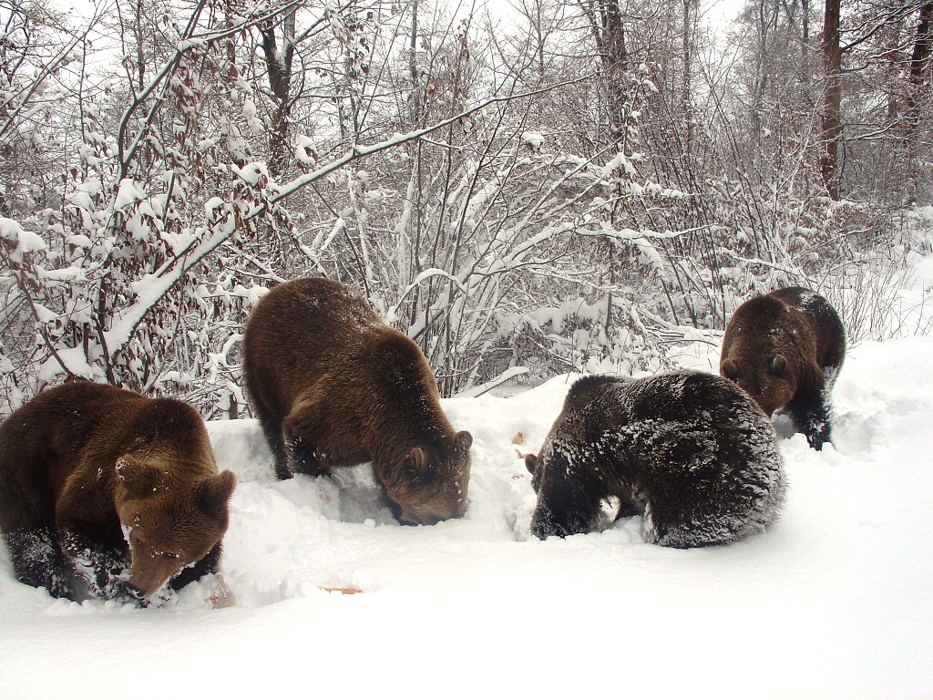 Winter bears
