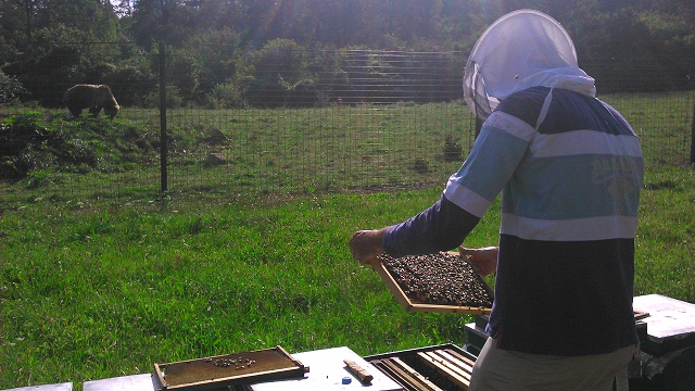 apicultura 6