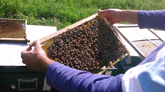 apicultura 7