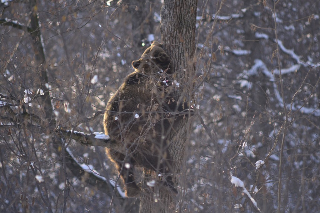urs in copac iarna site