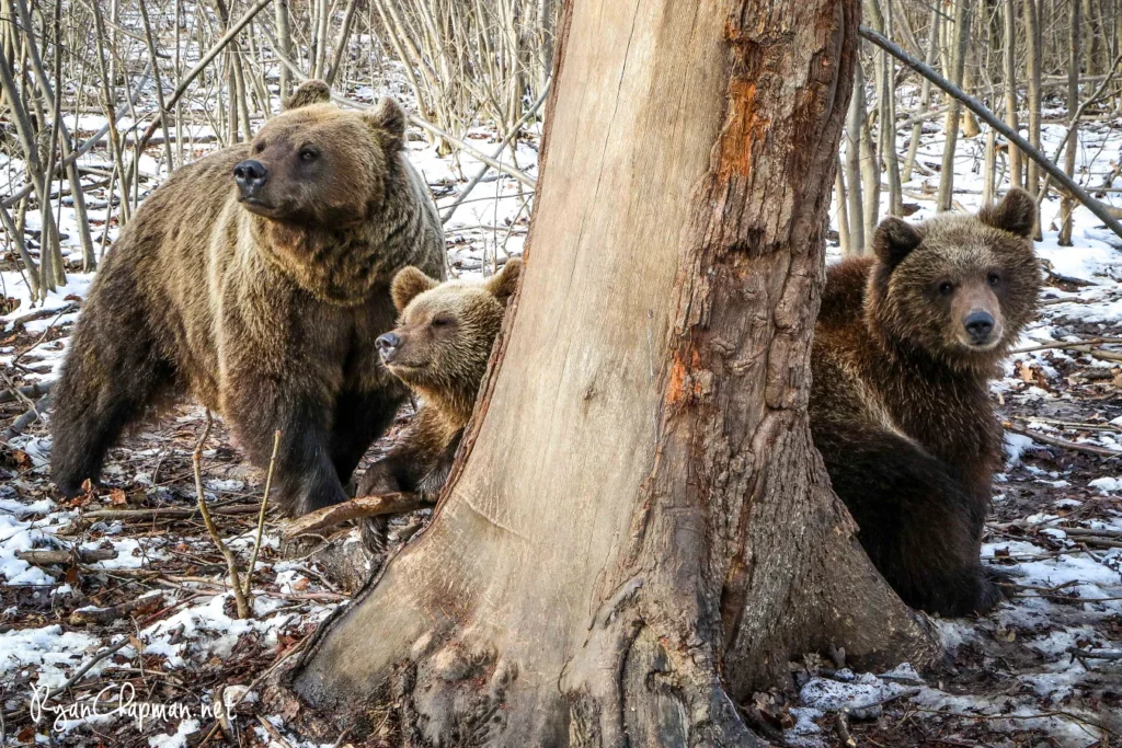 171212-Cherry-and-her-cubs-by-Ryan-Chapman