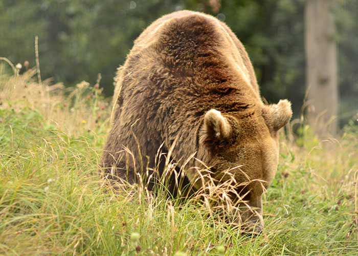 boris-1