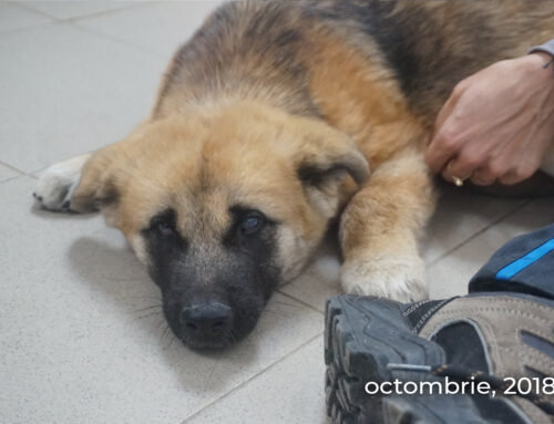 Kira, the puppy close to euthanasia, adopted in Germany