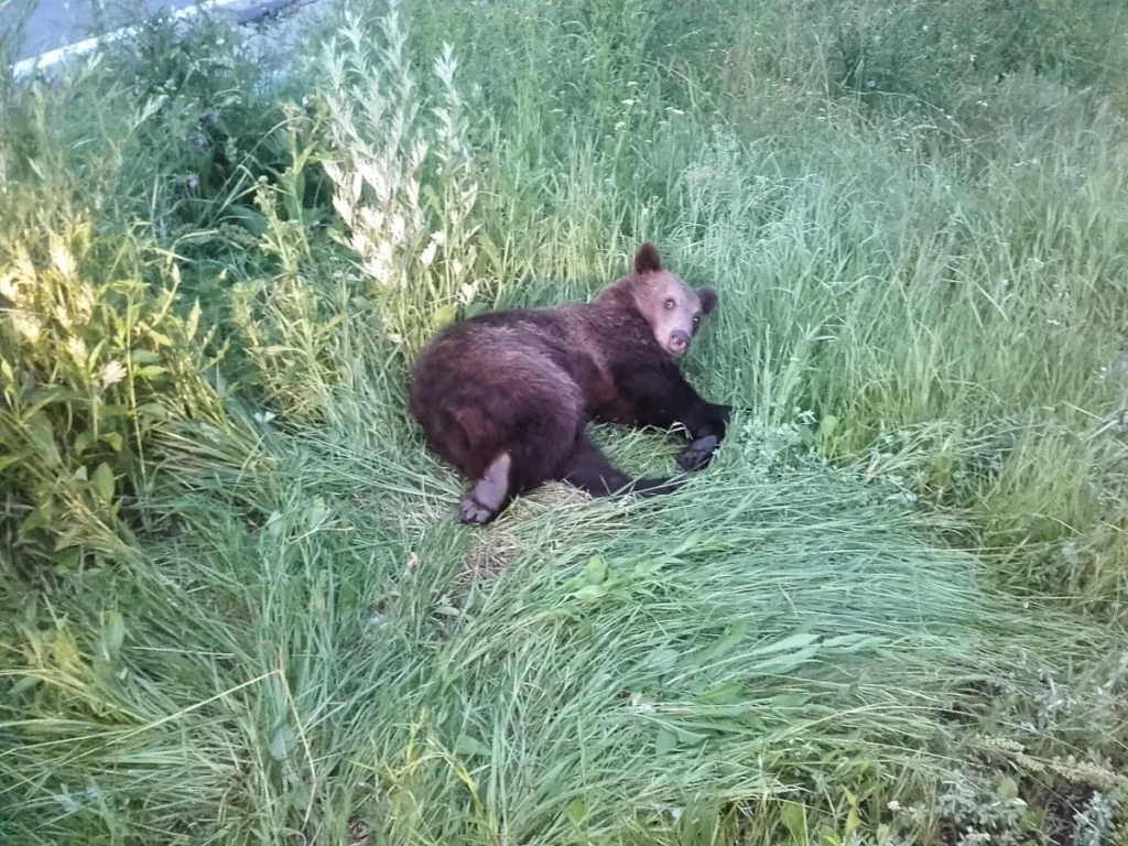 190628-Anima-hit-by-a-car-near-Brasov-2