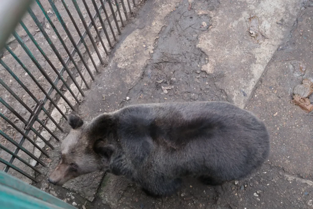 Roxi-4