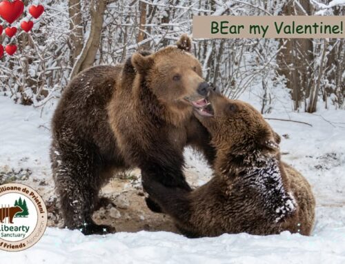 BEar My Valentine – O Experiență Unică de Ziua Îndrăgostiților!