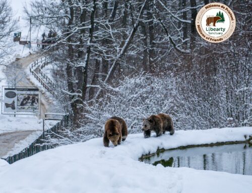 Libearty AMP Zărnești sanctuary is accessible in winter conditions!