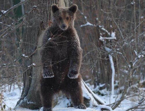 Today, on Brown Bear Day, we ask for more than festive declarations.